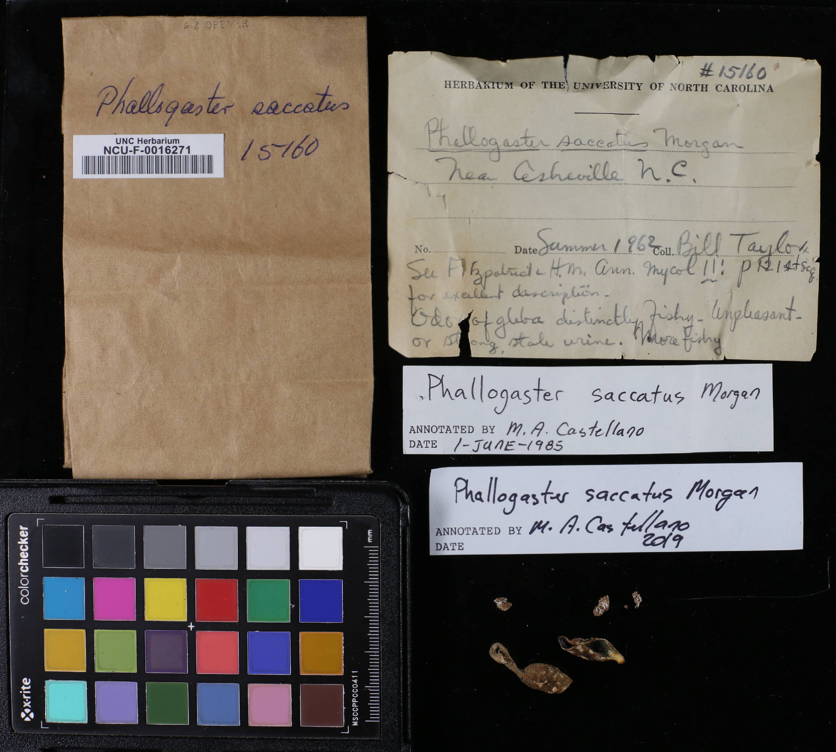 Phallogaster saccatus