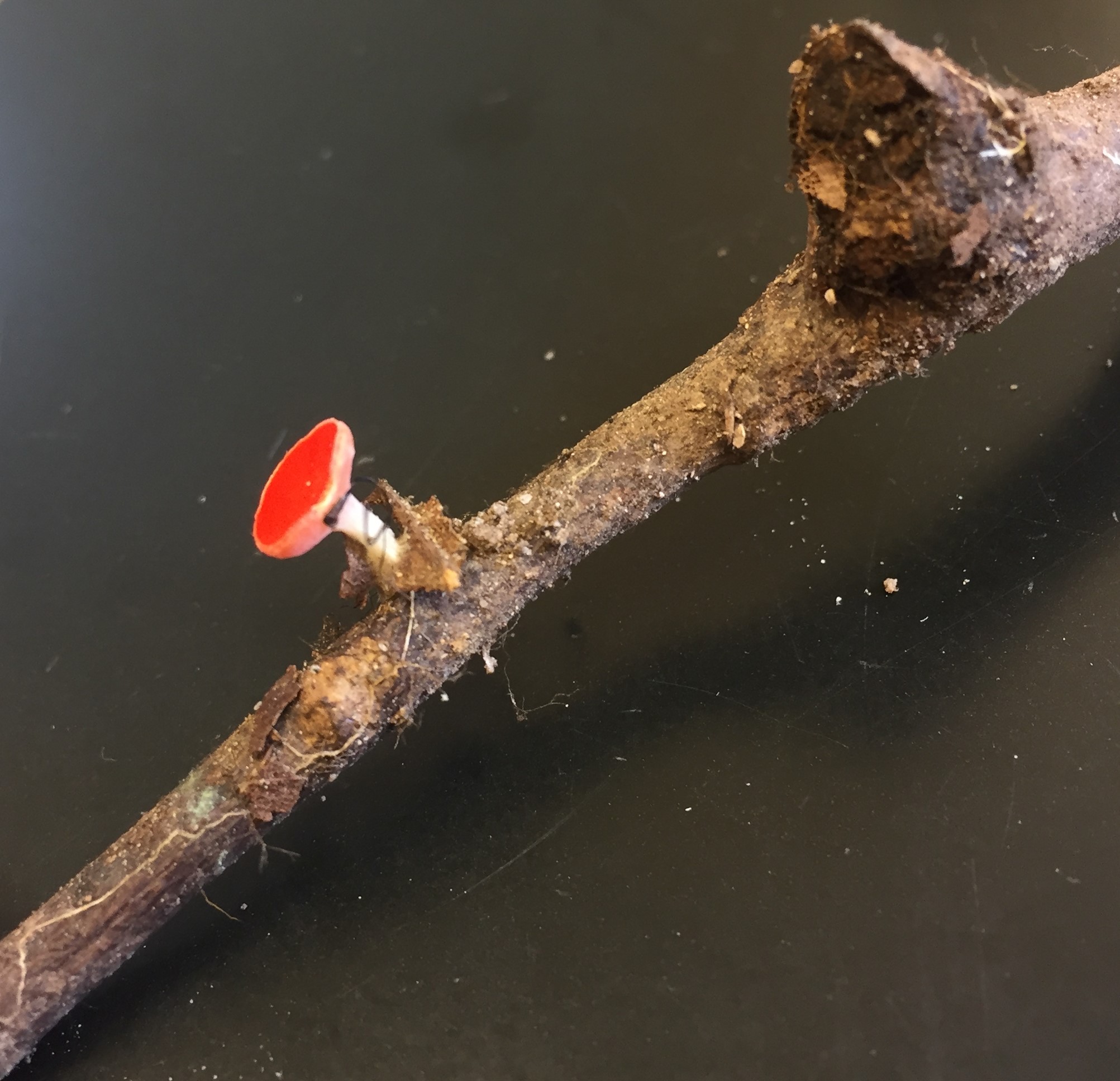 Sarcoscypha occidentalis