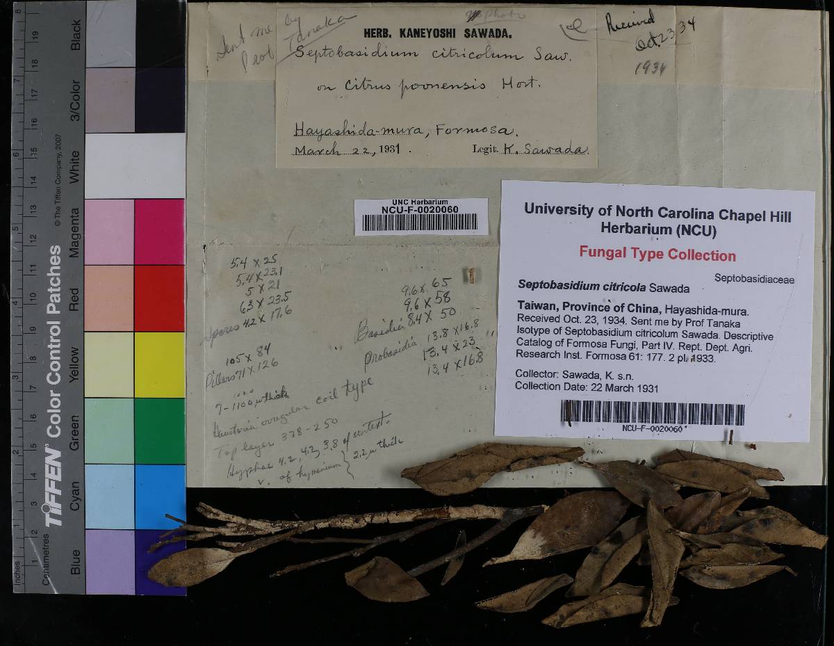Septobasidium citricola image