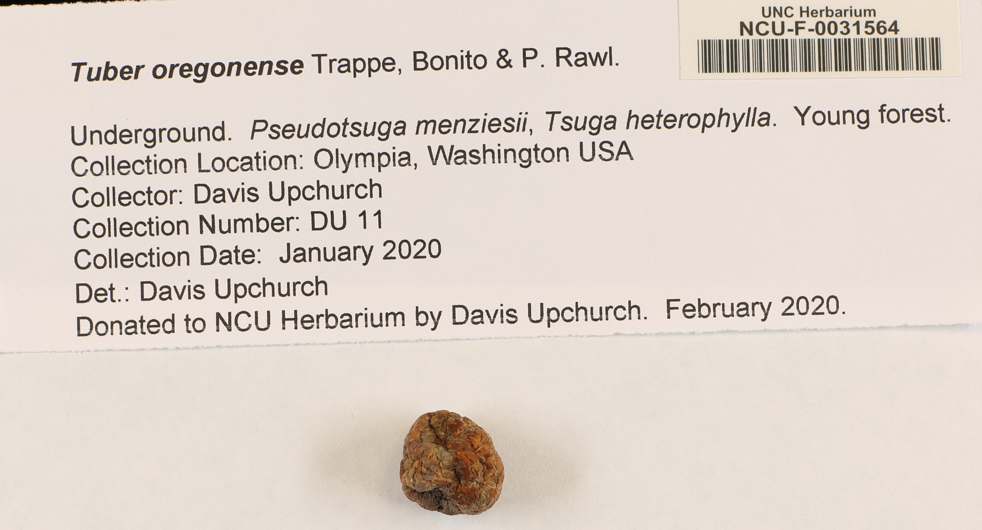 Tuber oregonense