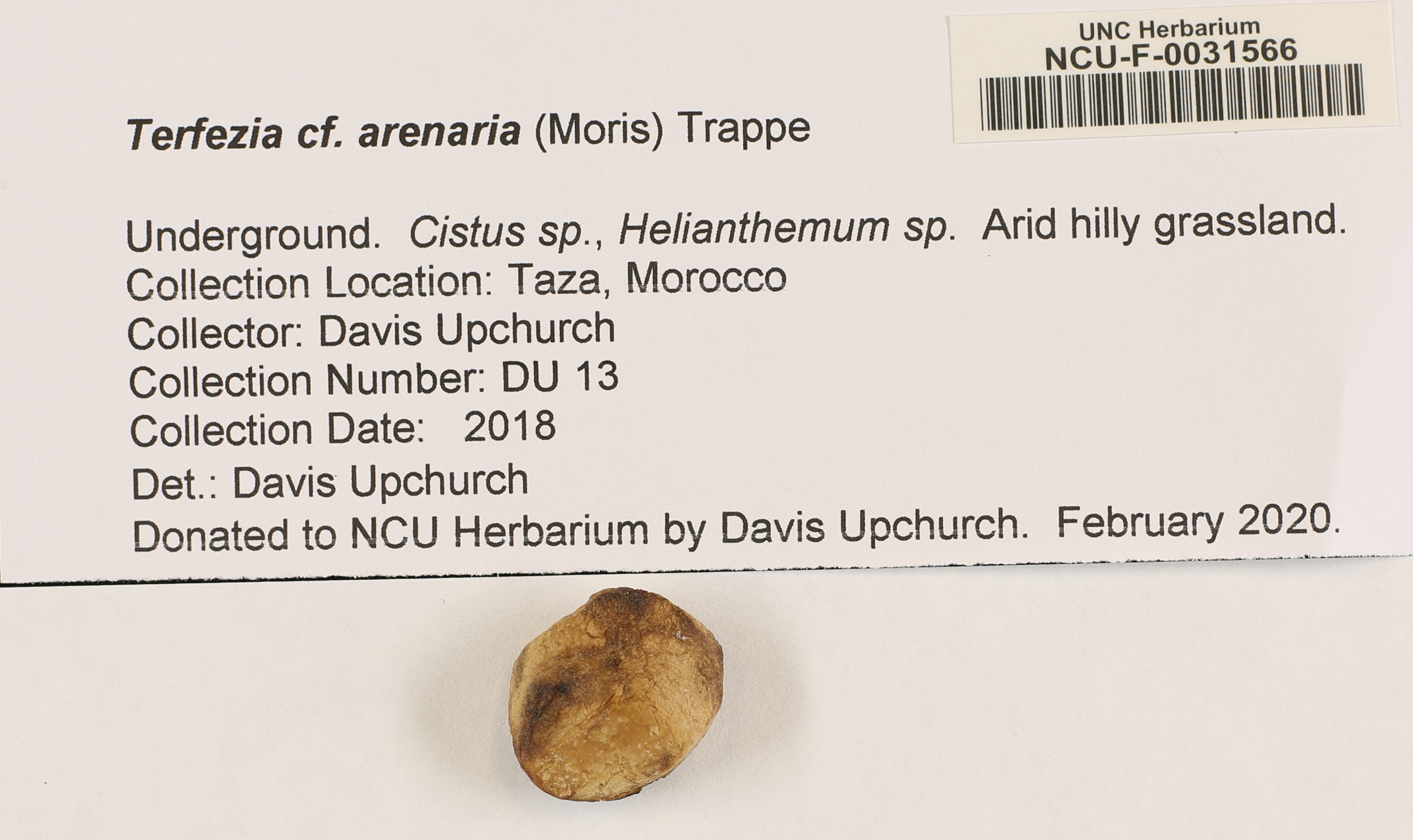 Terfezia arenaria