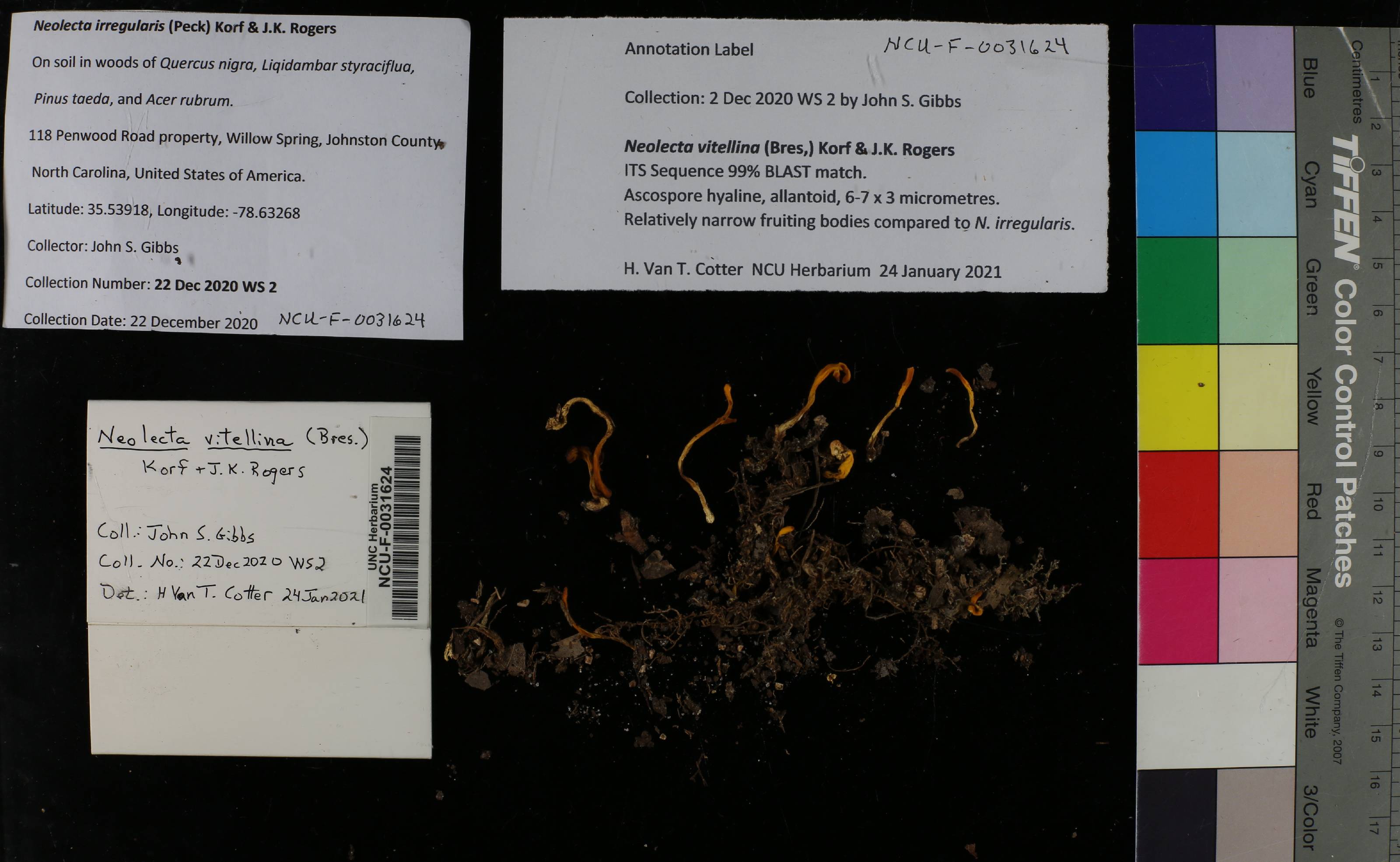 Neolecta vitellina thumbnail