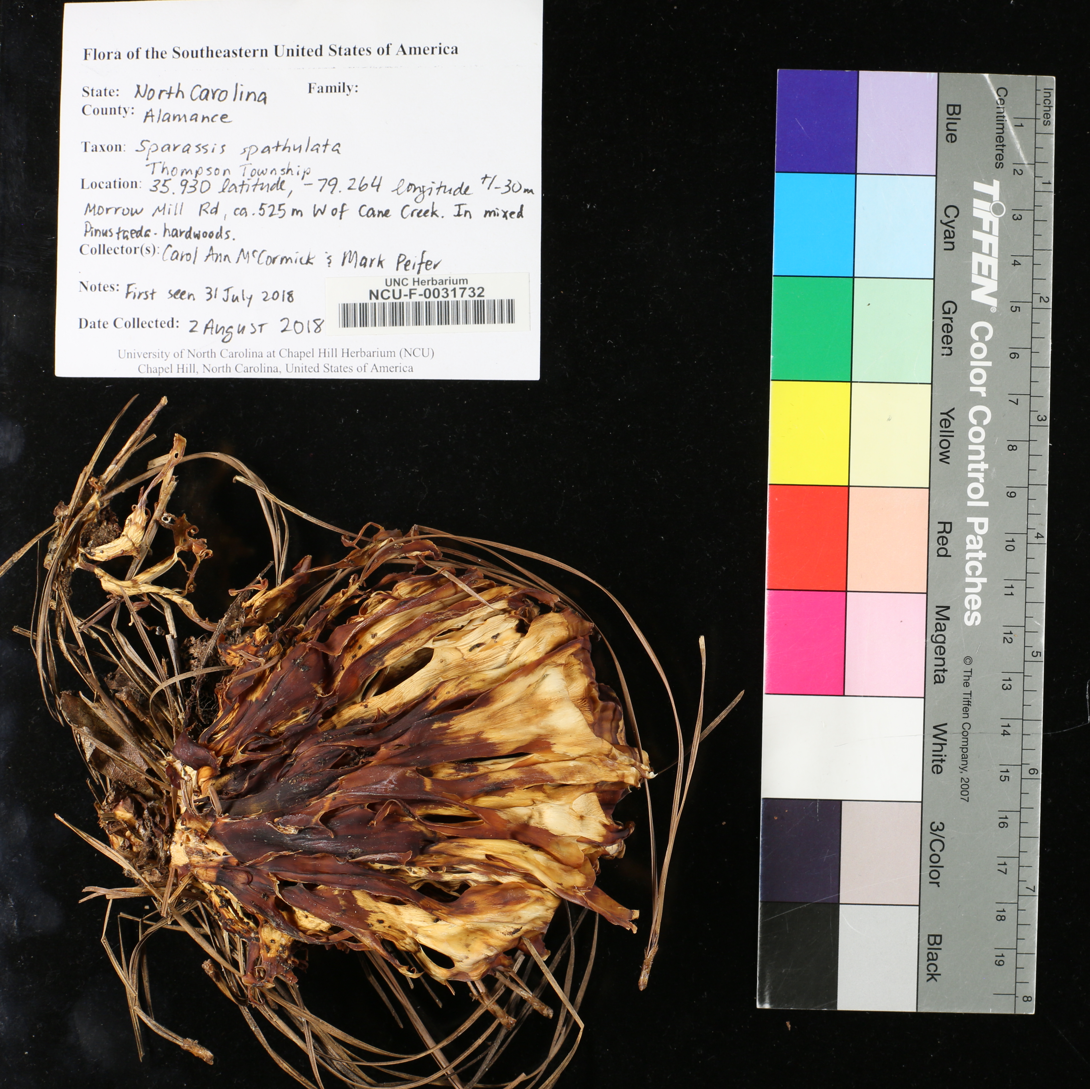 Sparassis spathulata thumbnail