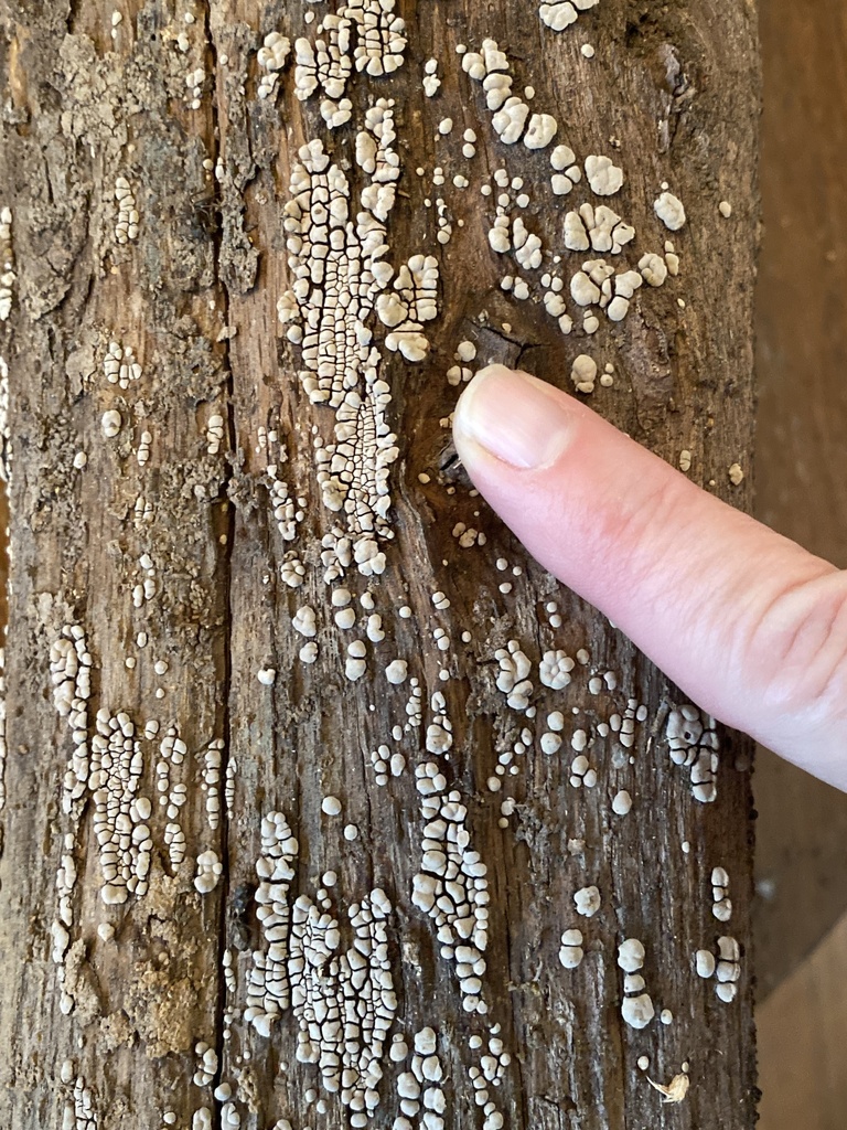Xylobolus frustulatus thumbnail