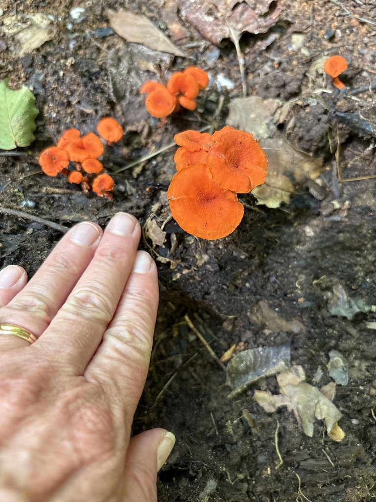 Cantharellaceae