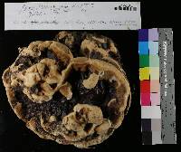 Ganoderma sessile image