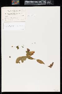 Puccinia impolita image