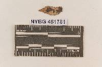 Vararia sphaericospora image