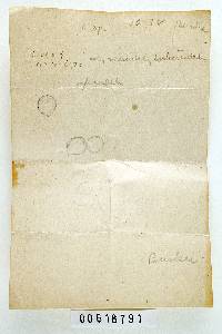 Russula burkei image