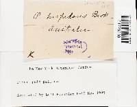 Coriolopsis gallica image