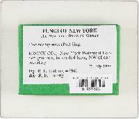 Gymnopus biformis image