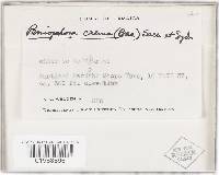 Phanerochaete sordida image