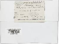 Trametes hirsuta image