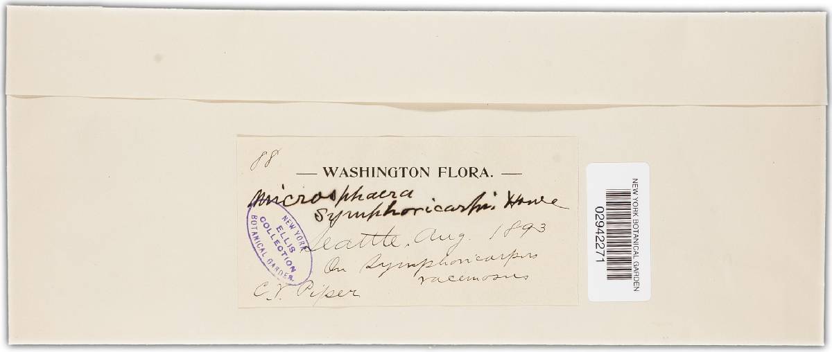 Microsphaera symphoricarpi image