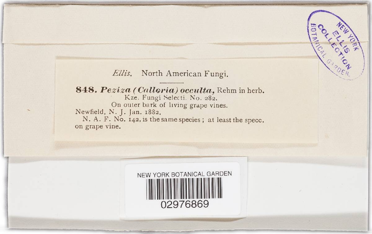 Orbilia cruenta image