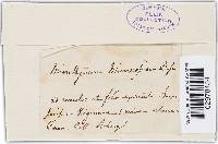 Microthyrium microscopicum image