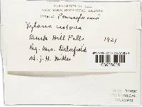 Xylaria castorea image