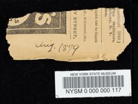 Boletochaete bicolor image