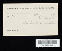 Gyroporus castaneus image