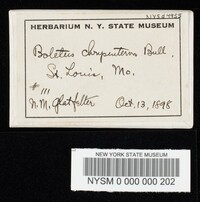 Boletus chrysenteron image