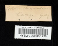 Boletus chrysenteron image