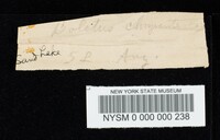 Boletus chrysenteron image