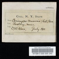 Boletus chrysenteron image