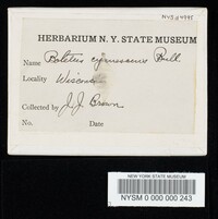 Gyroporus cyanescens image