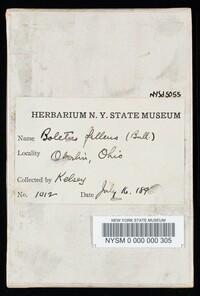 Tylopilus felleus image