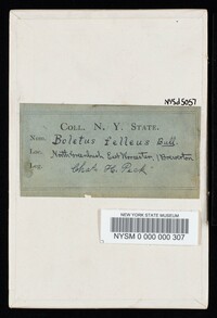 Tylopilus felleus image