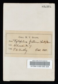 Tylopilus felleus image