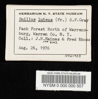 Suillus luteus image