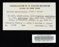 Boletinellus merulioides image