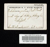 Suillus pictus image