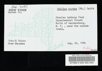 Suillus pictus image