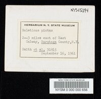 Suillus pictus image