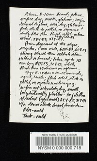 Tylopilus porphyrosporus image