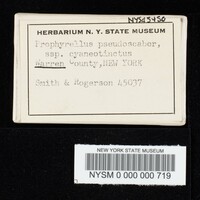 Tylopilus porphyrosporus image