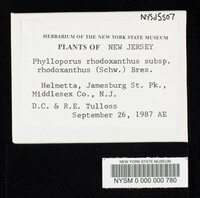 Phylloporus rhodoxanthus image