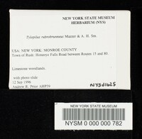 Tylopilus rubrobrunneus image