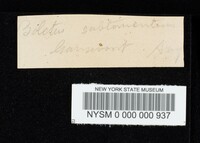 Boletus subtomentosus image