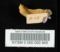 Boletus subtomentosus image