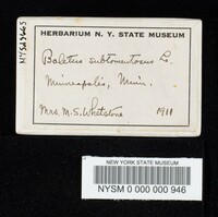 Boletus subtomentosus image