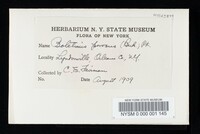 Suillus cavipes image