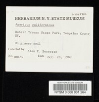 Agaricus californicus image