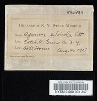 Agaricus silvicola image