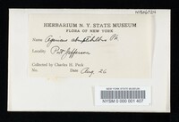 Agaricus silvicola image