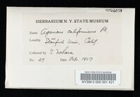 Agaricus californicus image