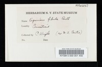 Rickenella fibula image