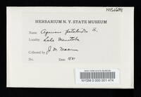 Hohenbuehelia petaloides image